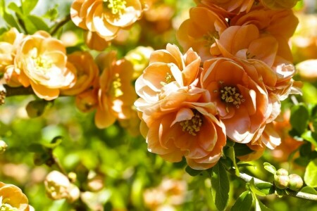 branch, flowering, macro, quince