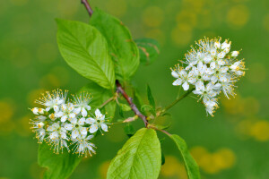 branch, flowers, leaves, nature, petals