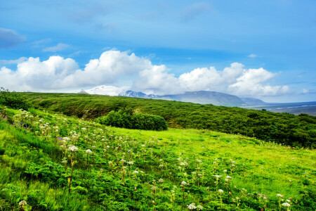 nuvens, campo, flores, Relva, verduras, colinas, verão