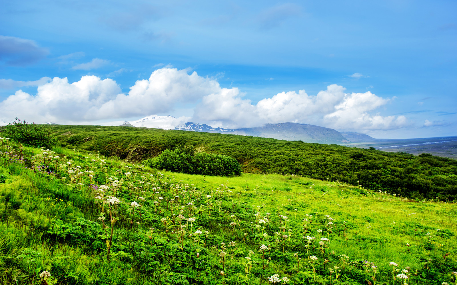 gras, zomer, groenten, veld-, bloemen, wolken, heuvels