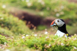 oiseau, Macareux, au point mort