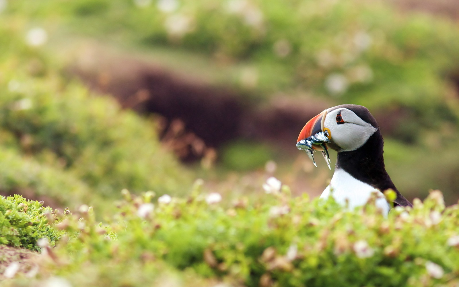 bird, Puffin, stalled