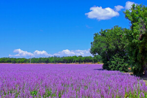 campo, flores, Francia, lavanda, prado, plantación, la carretera, arboles