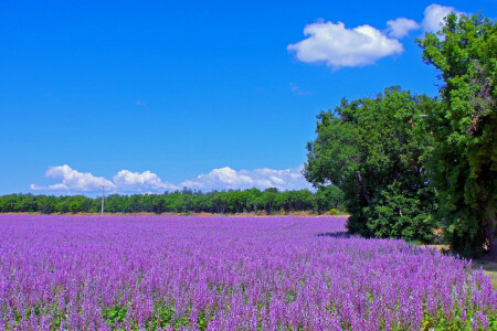 field, flowers, France, lavender, meadow, plantation, road, trees