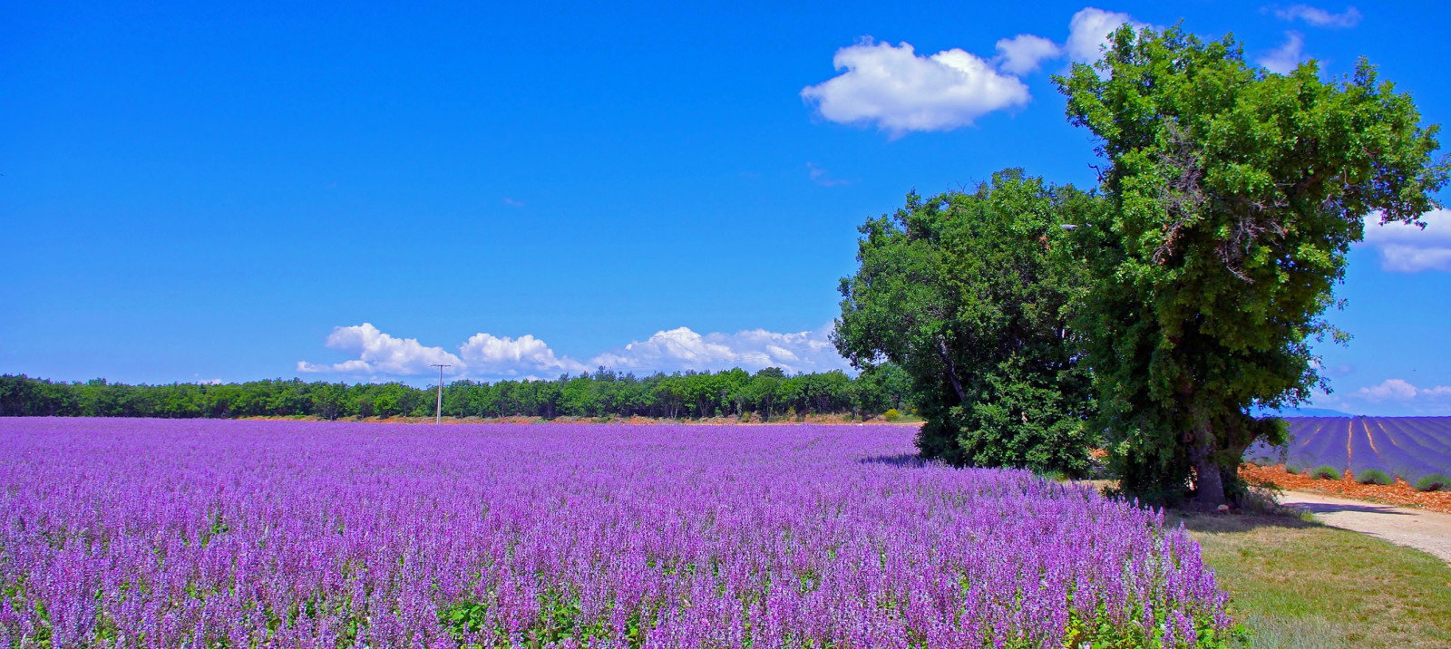 Straße, Bäume, Feld, Blumen, Lavendel, Frankreich, Wiese, Plantage