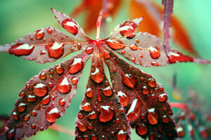 outono, gotas, Rosa, Folha, água