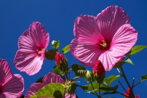 cvet, ibisco, petali, il cielo