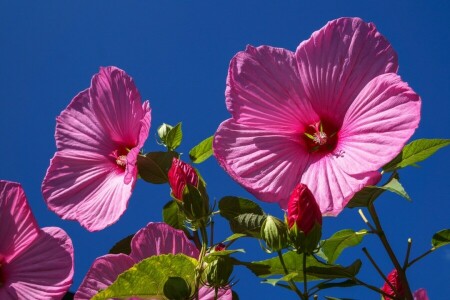 teppe, hibiscus, petals, himmelen