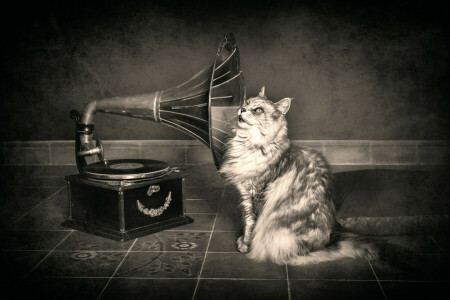 chat, gramophone, audition