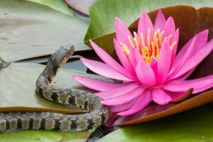 flor, folhas, Lírio, Nymphaeum, serpente, lírio d'água