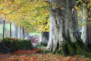 hojas, naturaleza, arboles