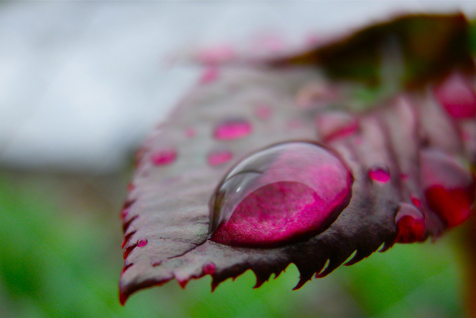 l'eau, Couleur, feuille, laissez tomber