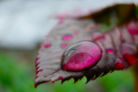 Farbe, fallen, Blatt, Wasser