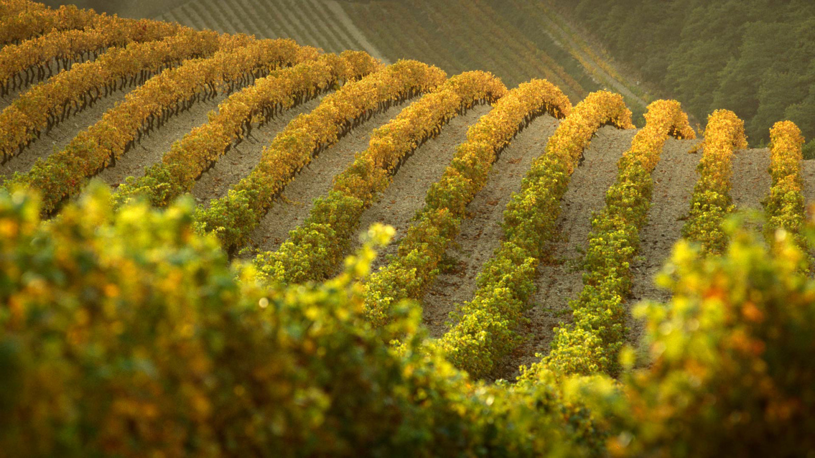 Herbst, Frankreich, Hügel, Weinberg