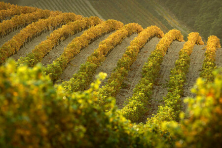 outono, França, colinas, Vinhedo