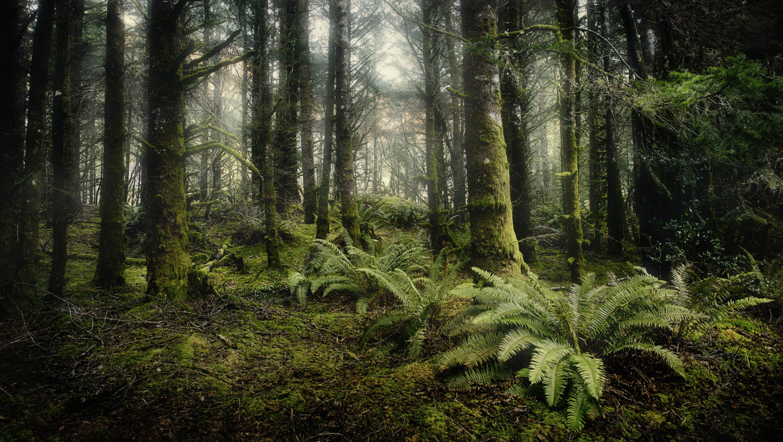 forêt, des arbres, fougère, conifère