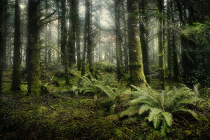 conífero, helecho, bosque, arboles