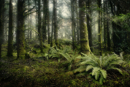 conifère, fougère, forêt, des arbres