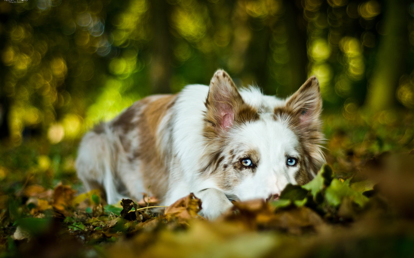 Guarda, cane, ogni