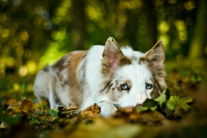 cane, ogni, Guarda