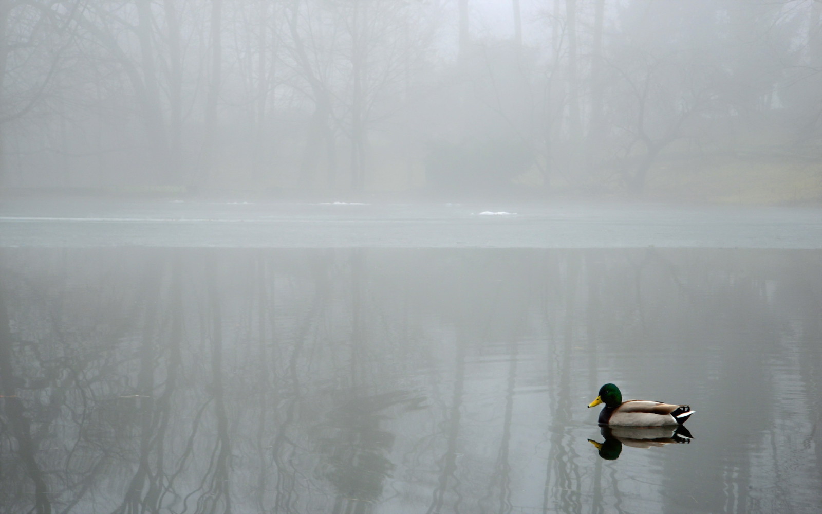 Lac, paysage, brouillard, canard