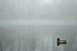 canard, brouillard, Lac, paysage