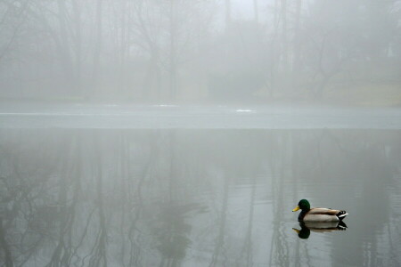 Pato, niebla, lago, paisaje