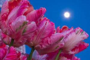 pétalos, vástago, La luna, el cielo, tulipanes