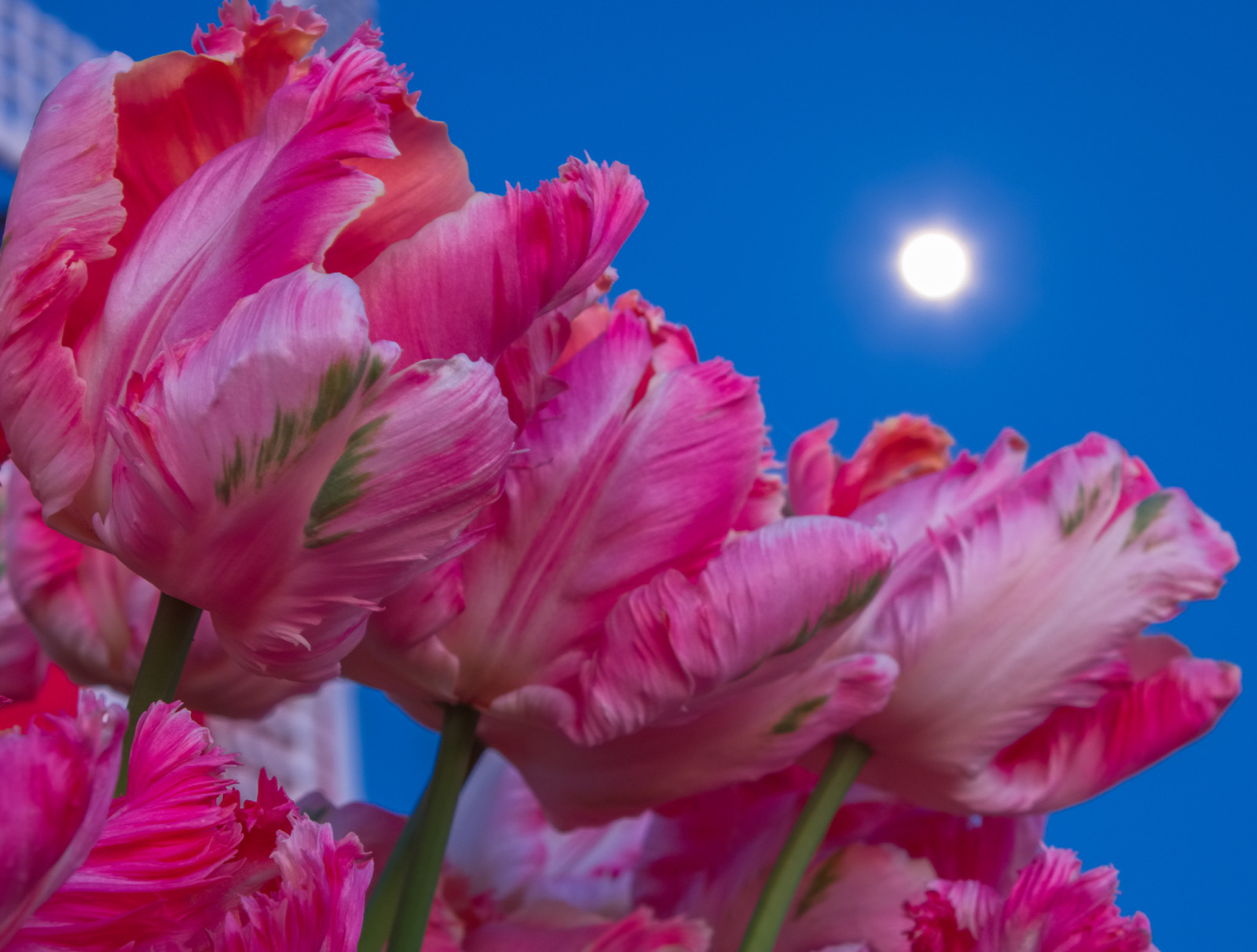 der Himmel, Der Mond, Tulpen, Blütenblätter, Stengel