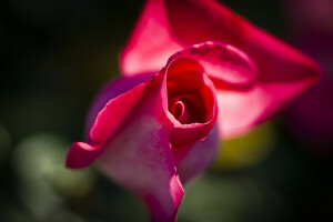 Knop, macro, bloemblaadjes, roos