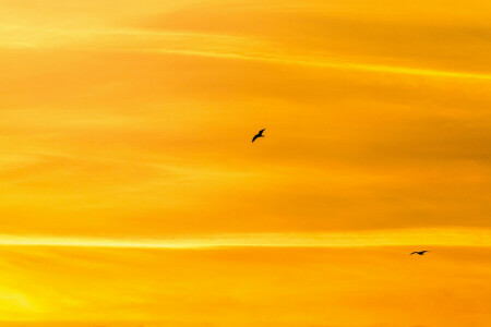 uccelli, volo, il cielo