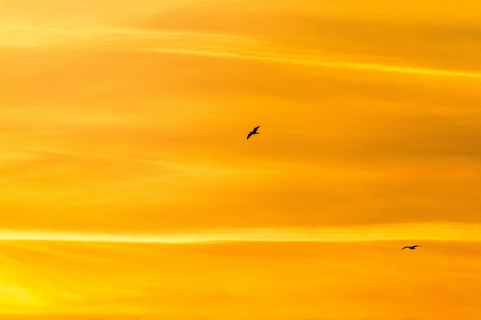 il cielo, volo, uccelli