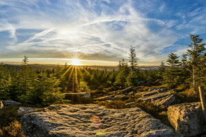 foret, France, paysage, la nature, Vosges