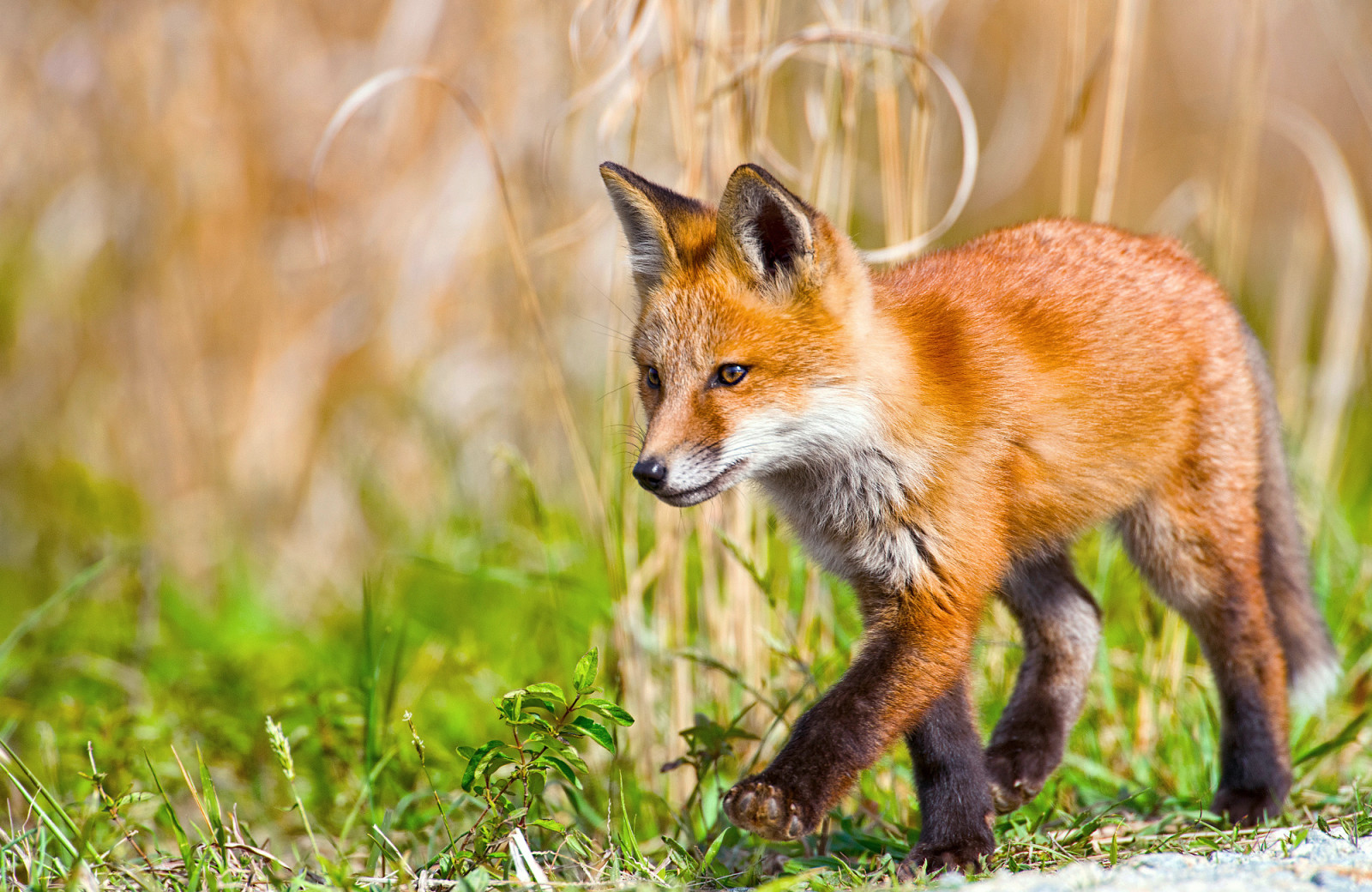 marcher, Renard, petit, pas