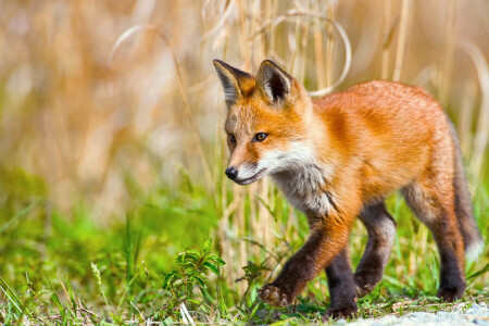 Renard, petit, pas, marcher