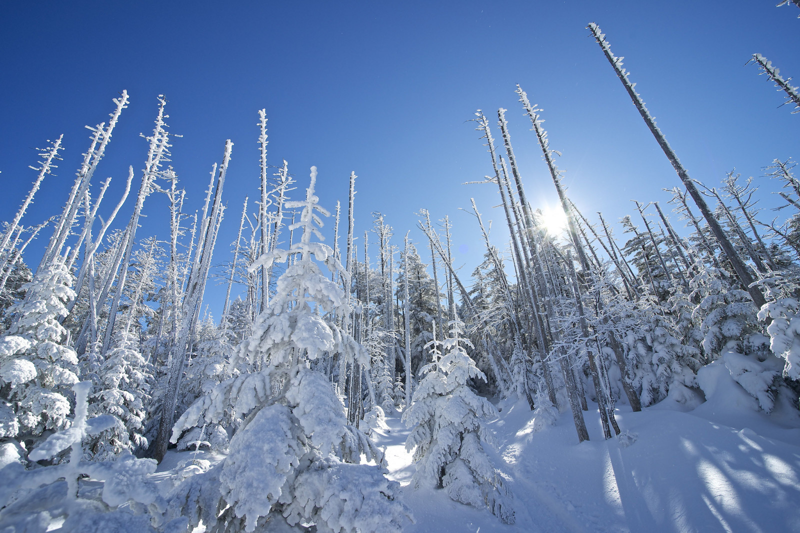 nieve, el cielo, invierno, arboles, Rayos, abeto, el sol