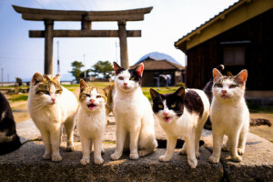 fundo, gatos, Kote, Veja