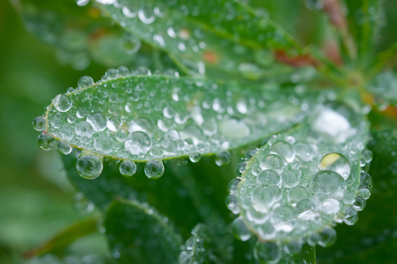 nature, plant, leaves, water, drops, Rosa