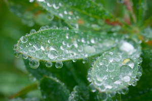 droppar, löv, natur, växt, Rosa, vatten