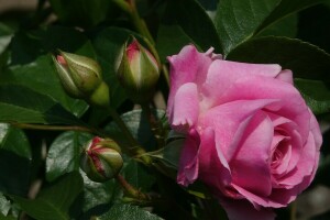 brotos, floração, flores, rosa