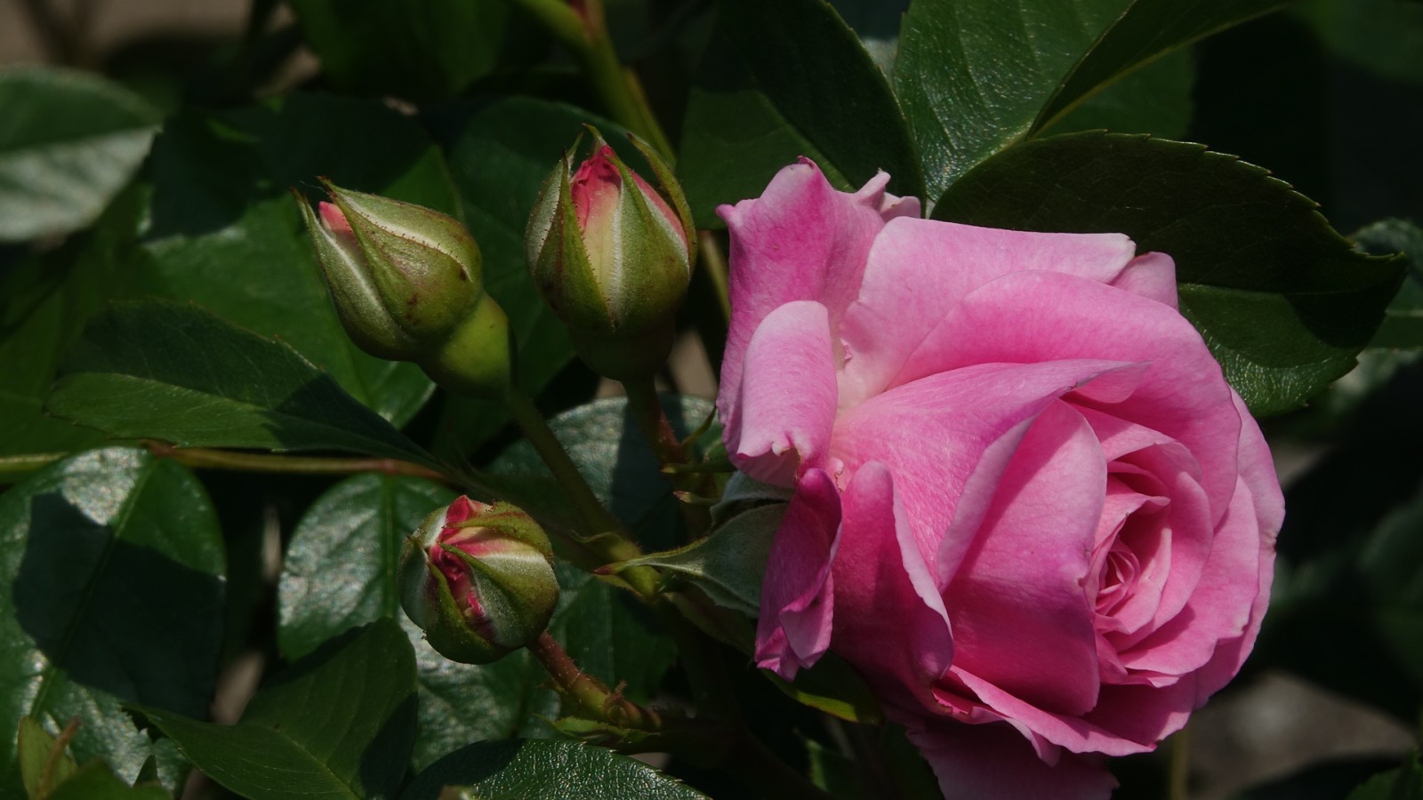 fleurs, Rose, bourgeons, floraison