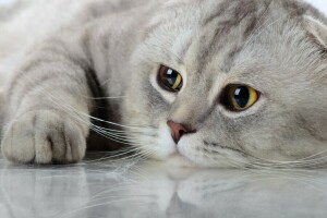 cat, look, muzzle, reflection