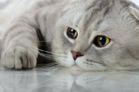 gato, Veja, focinho, reflexão