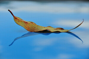 Herbst, Betrachtung, Blatt