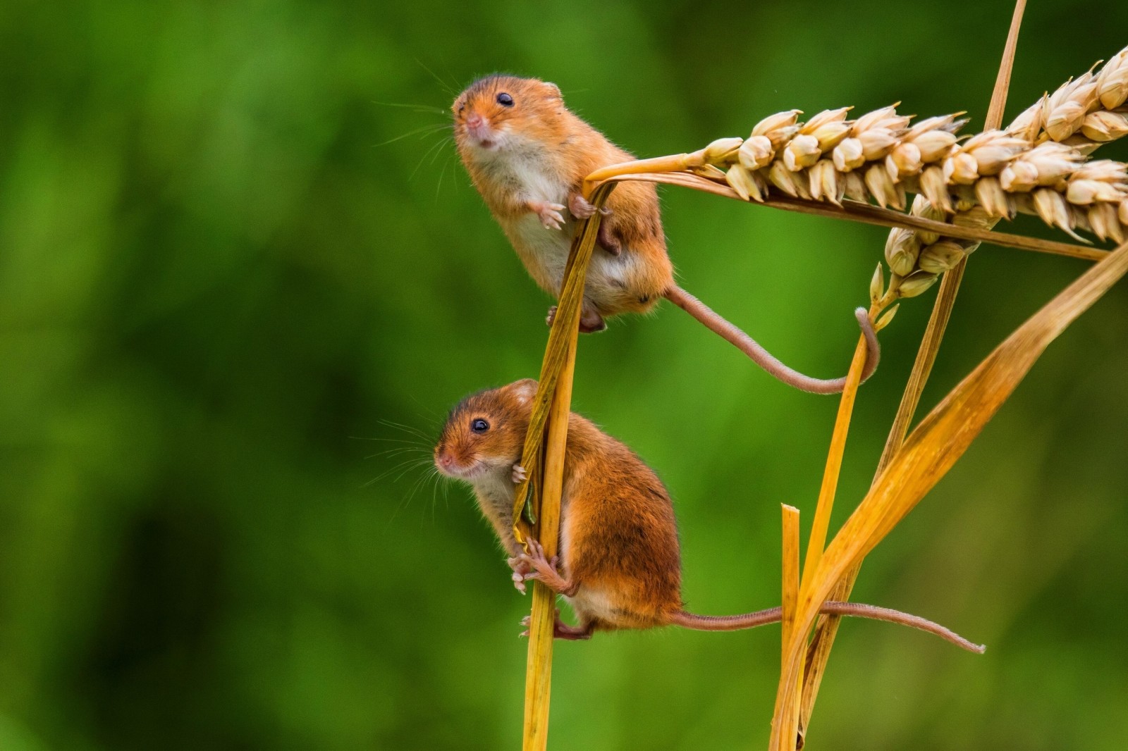 macro, rato, um casal, orelhas, espiguetas, o mouse é minúsculo