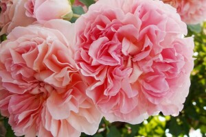 macro, petals, roses