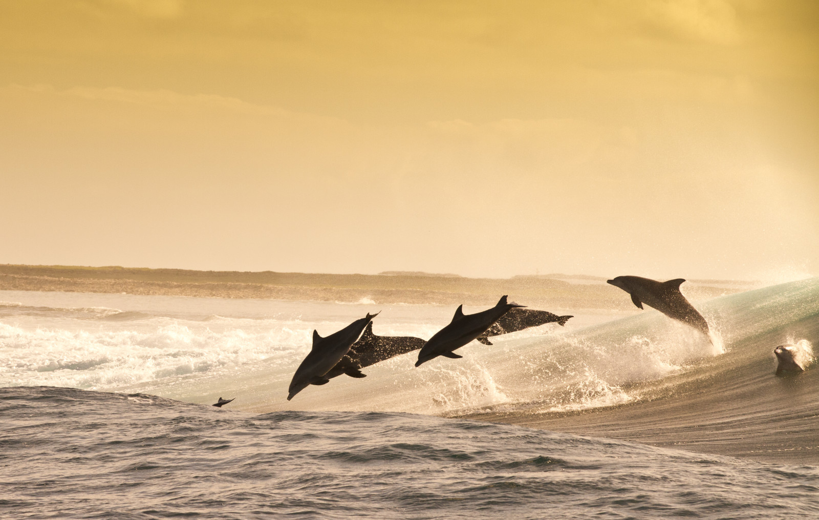 mar, ola, noche, delfines, juguetón, saltando, salpicaduras de agua