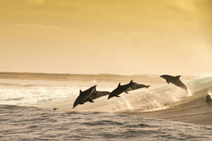 dauphins, soir, sauter, espiègle, mer, éclaboussure d'eau, vague