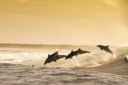 delfini, sera, salto, giocoso, mare, spruzzi d'acqua, onda