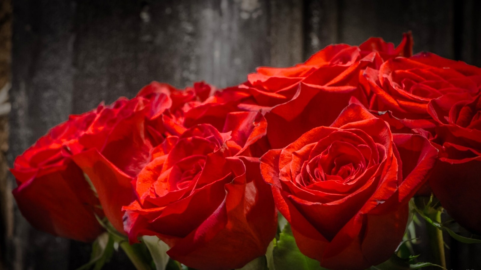 macro, roses, bouquet, buds